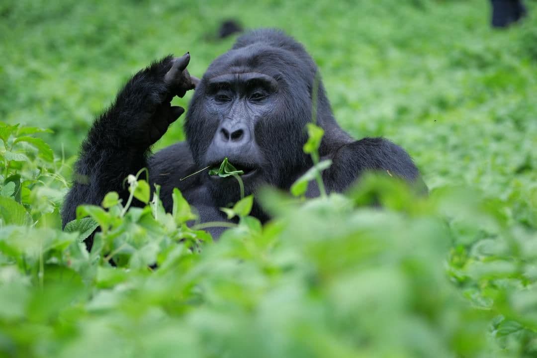Gorilla trekking experience highlights Uganda’s tourism offering